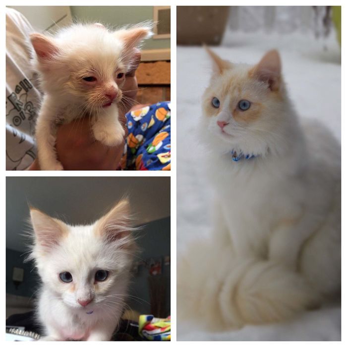 O poder do amor: 32 gatos antes e depois da adoção 4