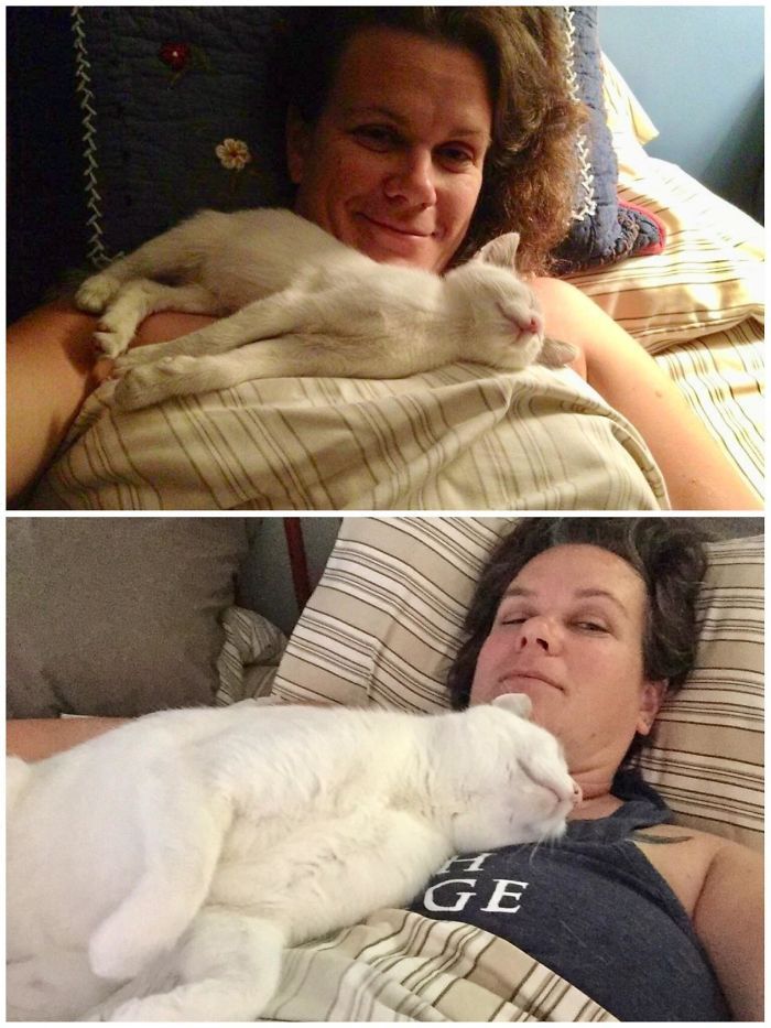 O poder do amor: 32 gatos antes e depois da adoção 5