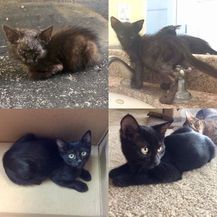 O poder do amor: 32 gatos antes e depois da adoção 8