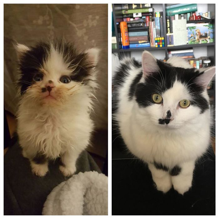 O poder do amor: 32 gatos antes e depois da adoção 9