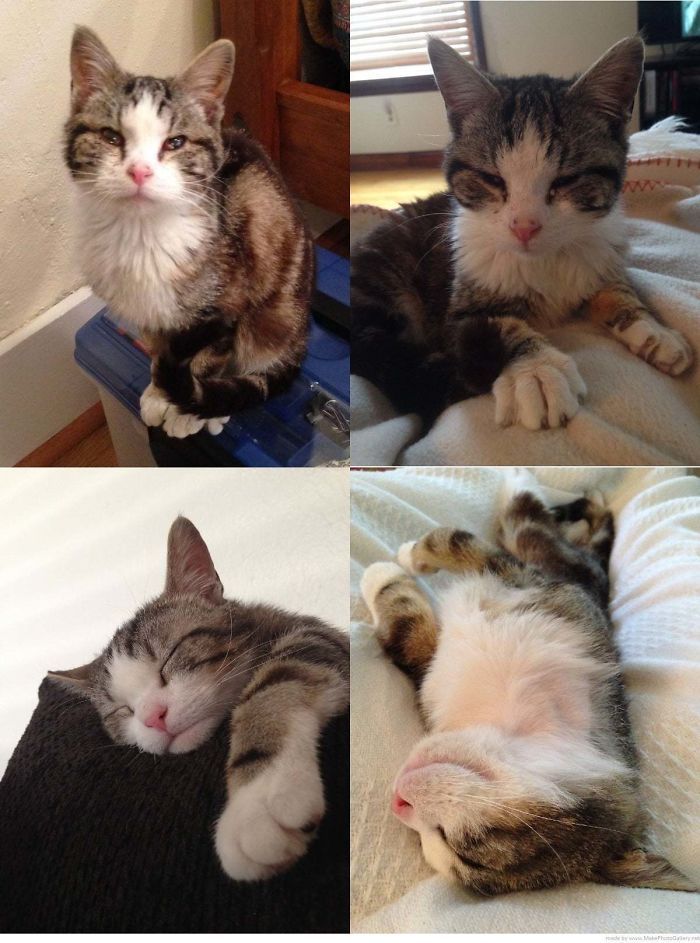 O poder do amor: 32 gatos antes e depois da adoção 10