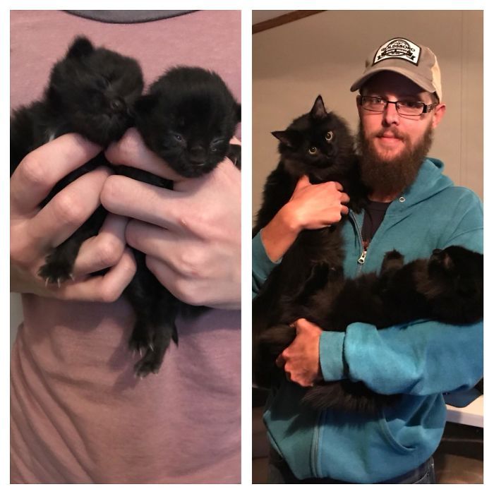 O poder do amor: 32 gatos antes e depois da adoção 11