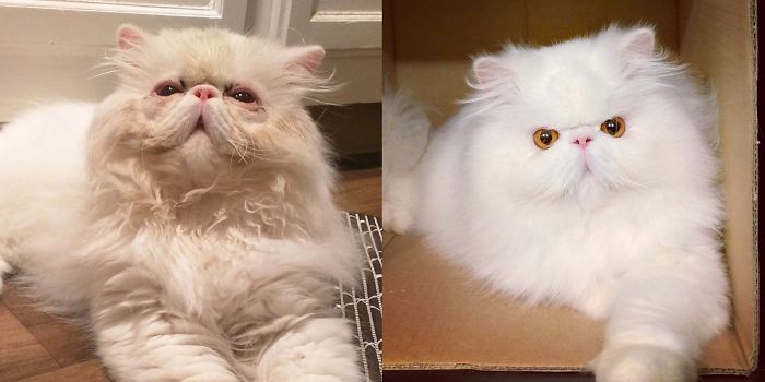 O poder do amor: 32 gatos antes e depois da adoção 12