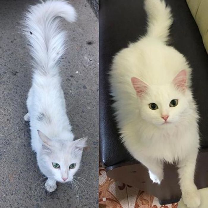O poder do amor: 32 gatos antes e depois da adoção 13