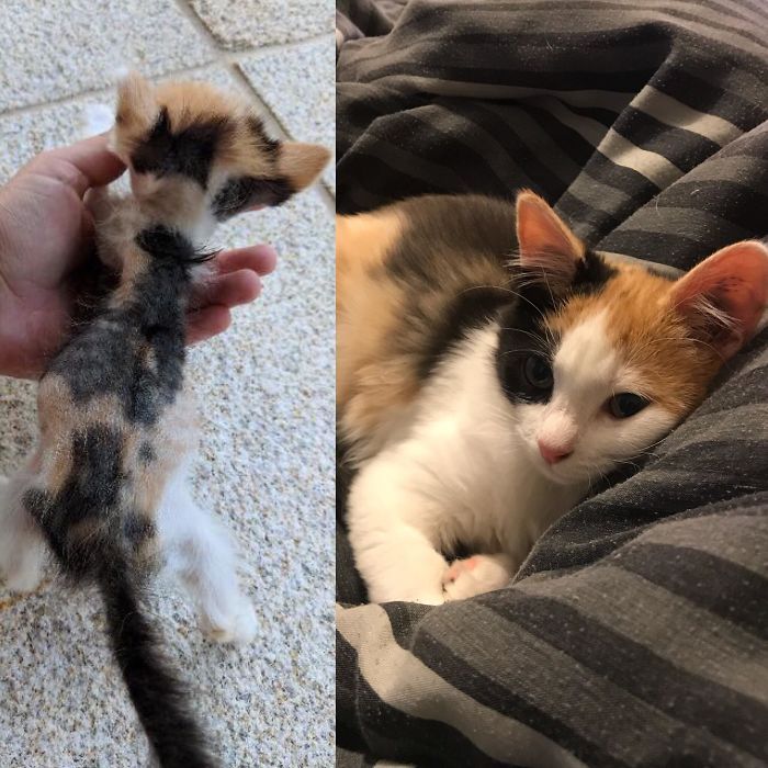 O poder do amor: 32 gatos antes e depois da adoção 15