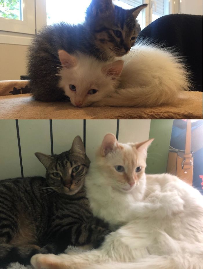 O poder do amor: 32 gatos antes e depois da adoção 16