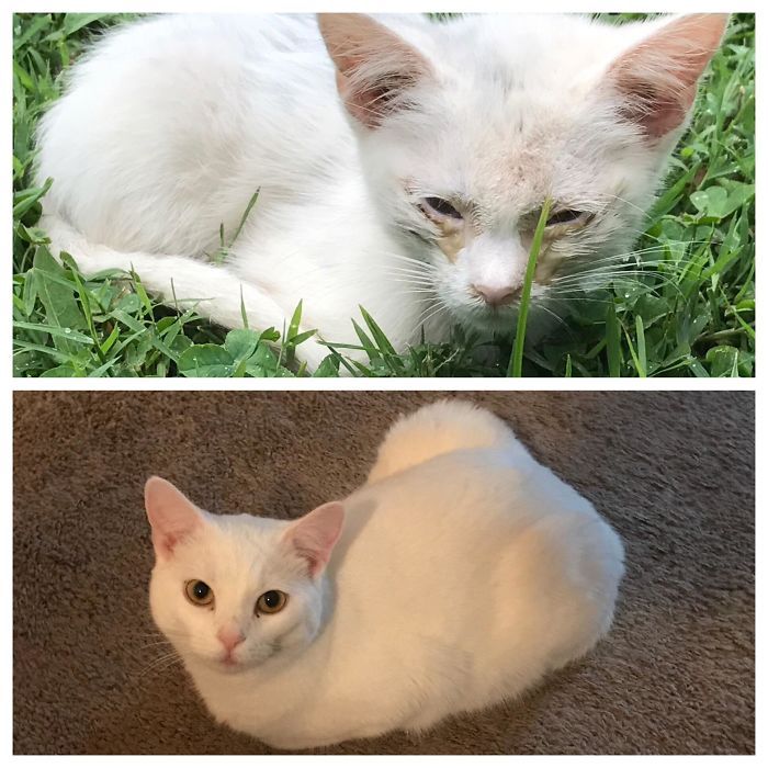 O poder do amor: 32 gatos antes e depois da adoção 18