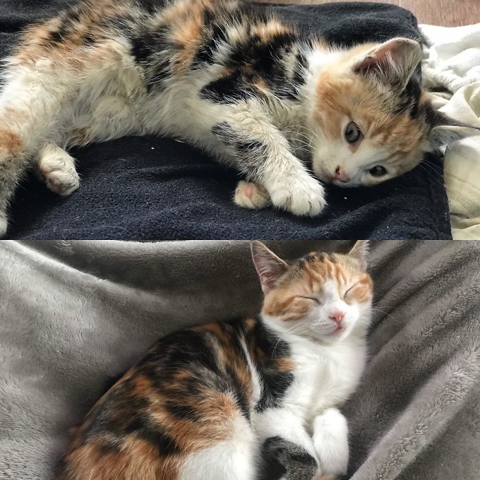 O poder do amor: 32 gatos antes e depois da adoção 19
