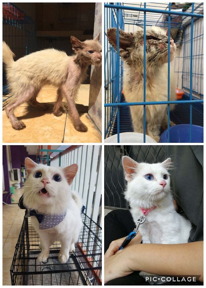 O poder do amor: 32 gatos antes e depois da adoção 20