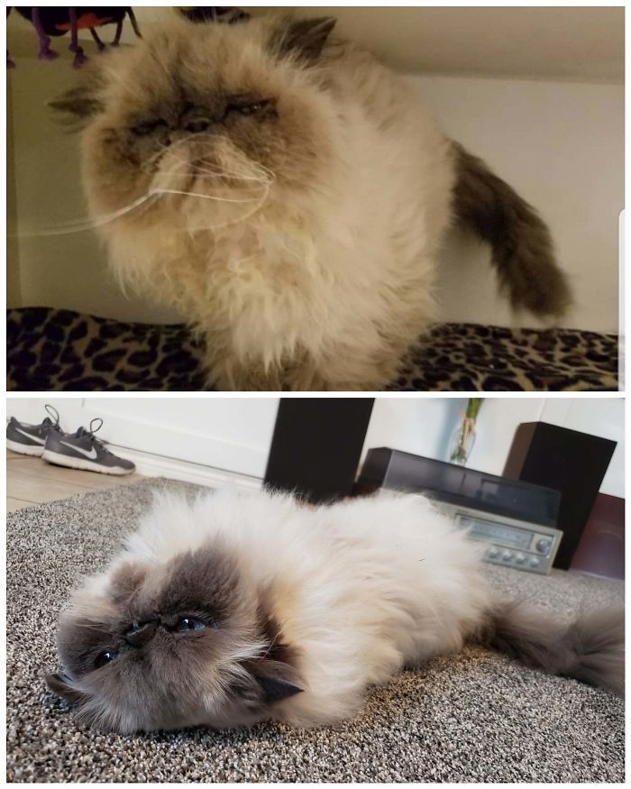 O poder do amor: 32 gatos antes e depois da adoção 21