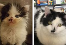 O poder do amor: 32 gatos antes e depois da adoção 7