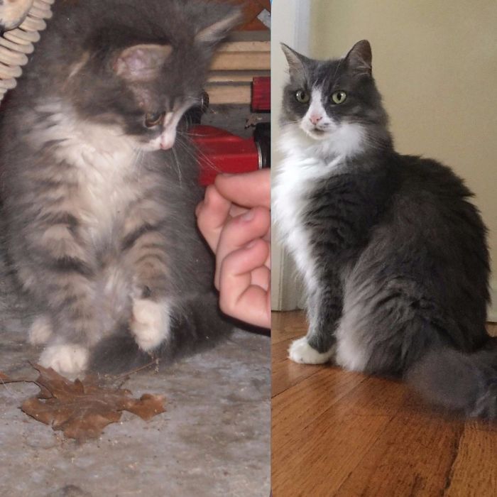 O poder do amor: 32 gatos antes e depois da adoção 25