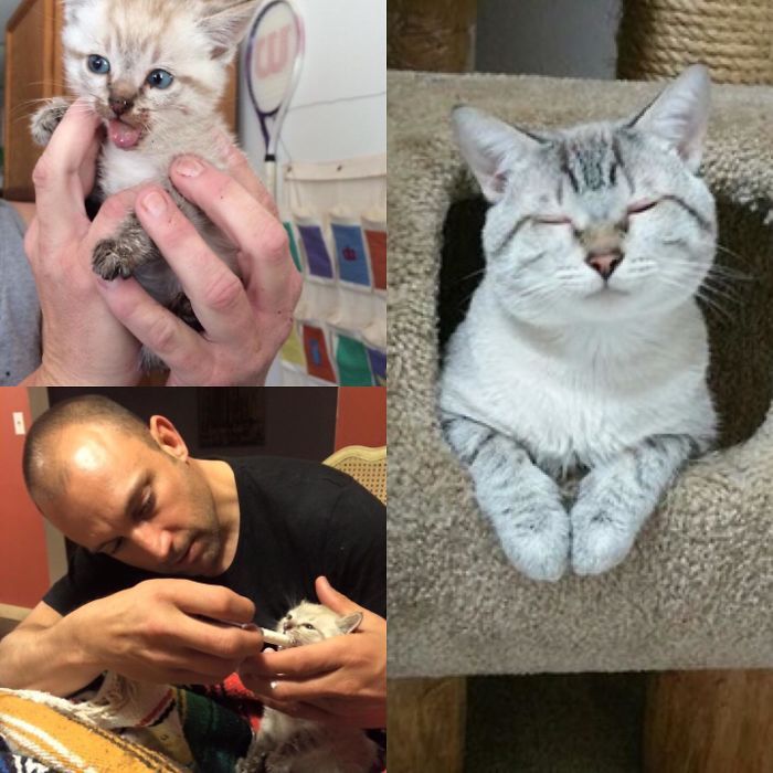 O poder do amor: 32 gatos antes e depois da adoção 30