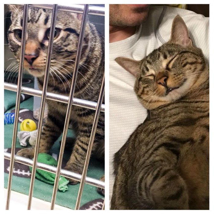 O poder do amor: 32 gatos antes e depois da adoção 32