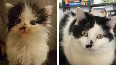 O poder do amor: 32 gatos antes e depois da adoção 6