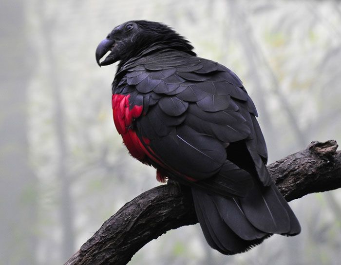 Os papagaio-drácula são perfeito e ainda e podem ser os pássaros mais góticos do mundo 2