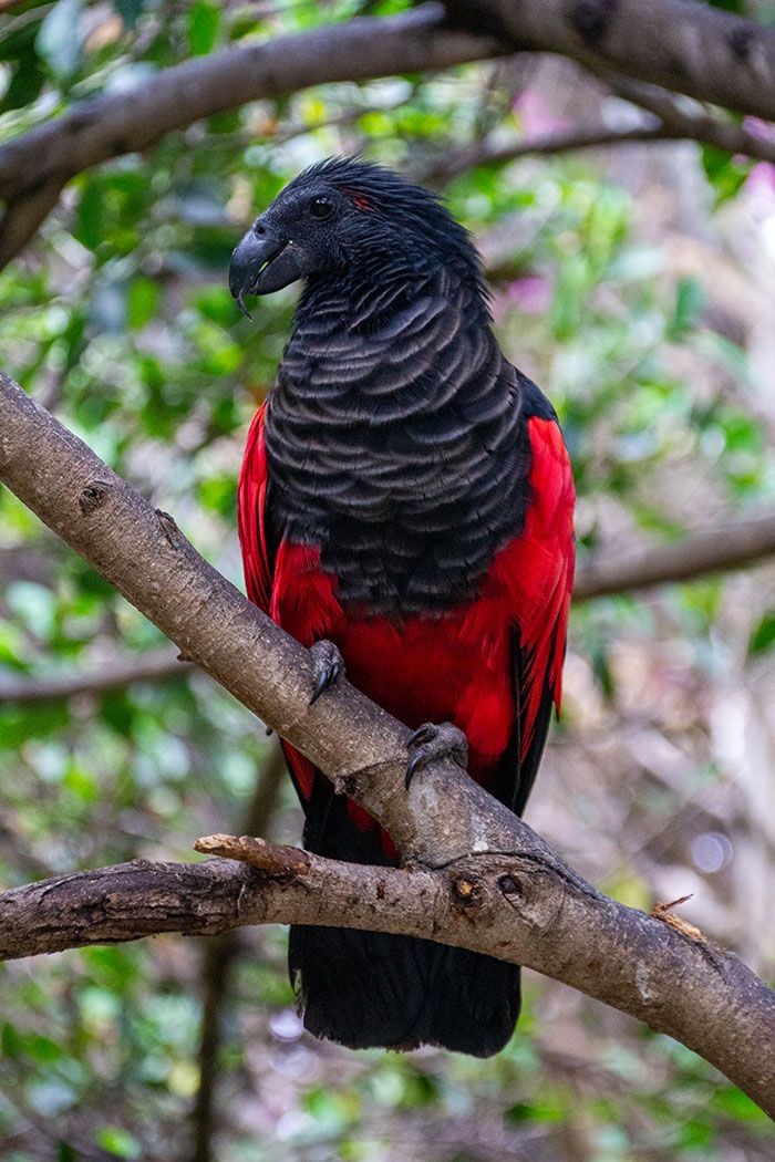 Os papagaio-drácula são perfeito e ainda e podem ser os pássaros mais góticos do mundo 4