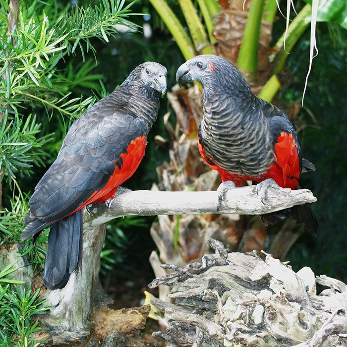 Os papagaio-drácula são perfeito e ainda e podem ser os pássaros mais góticos do mundo 7
