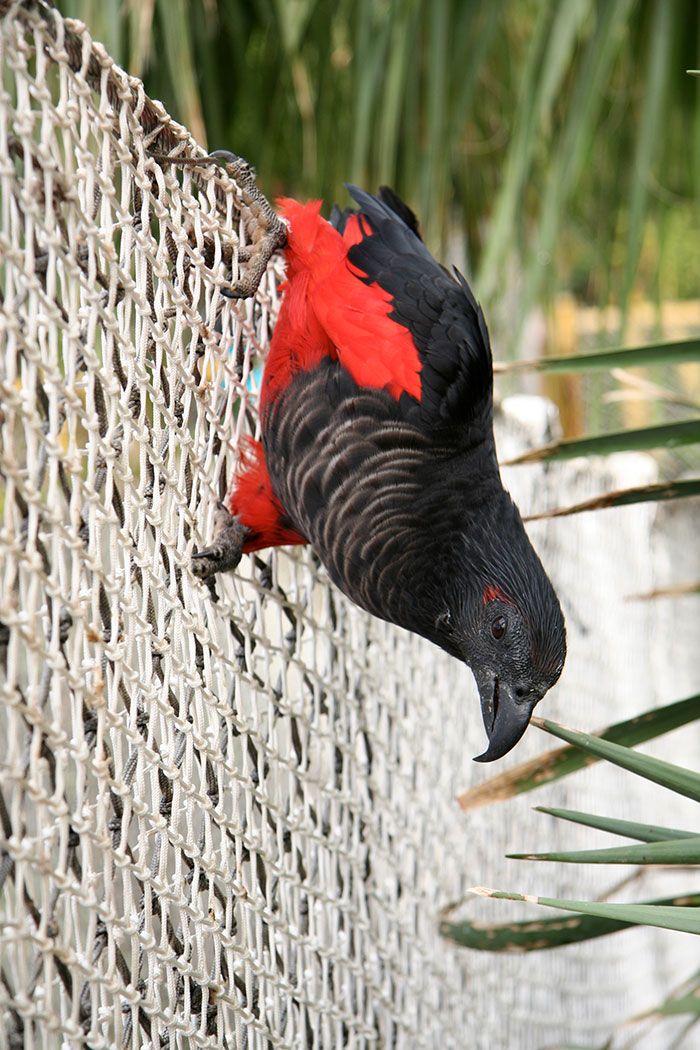 Os papagaio-drácula são perfeito e ainda e podem ser os pássaros mais góticos do mundo 8