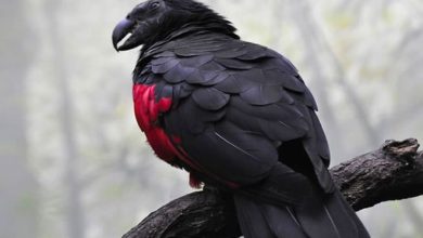 Os papagaio-drácula são perfeito e ainda e podem ser os pássaros mais góticos do mundo 7