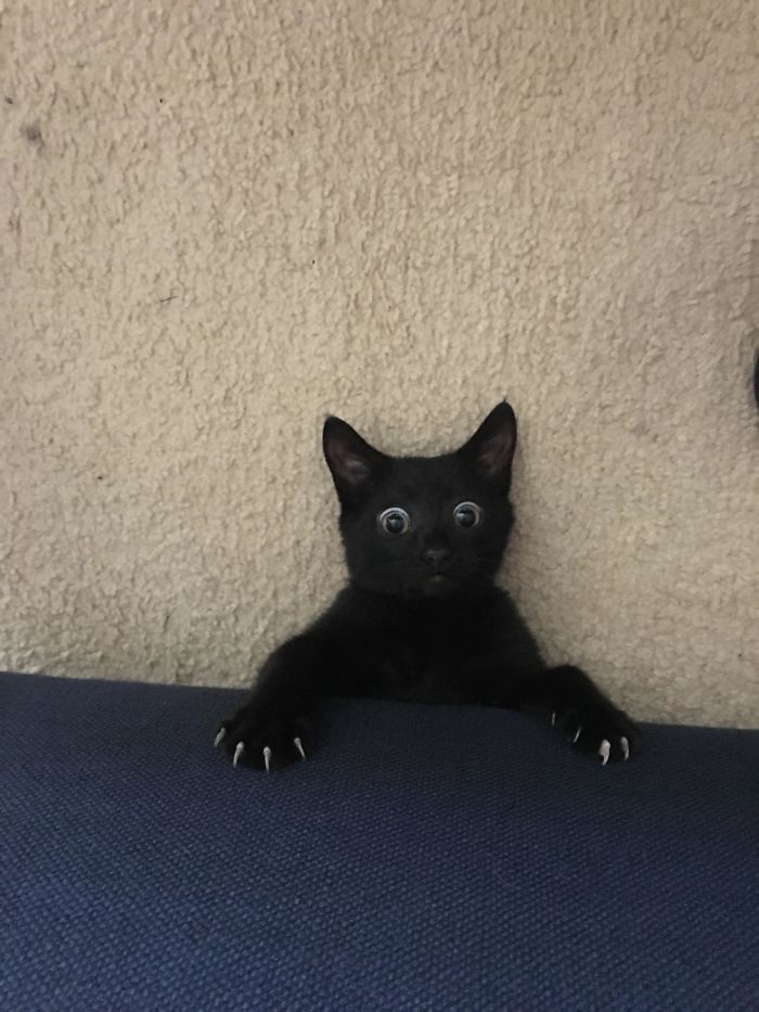 35 adorável gato preto, fotos para mostrar que eles não são má sorte 3