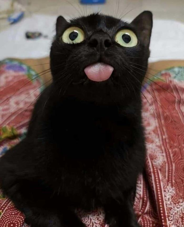 35 adorável gato preto, fotos para mostrar que eles não são má sorte 7