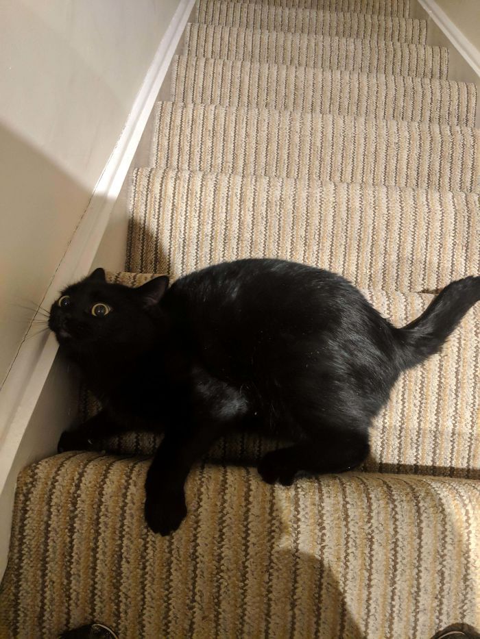 35 adorável gato preto, fotos para mostrar que eles não são má sorte 8