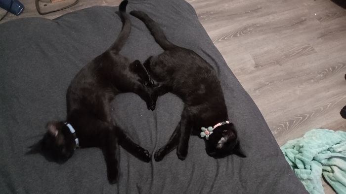 35 adorável gato preto, fotos para mostrar que eles não são má sorte 9