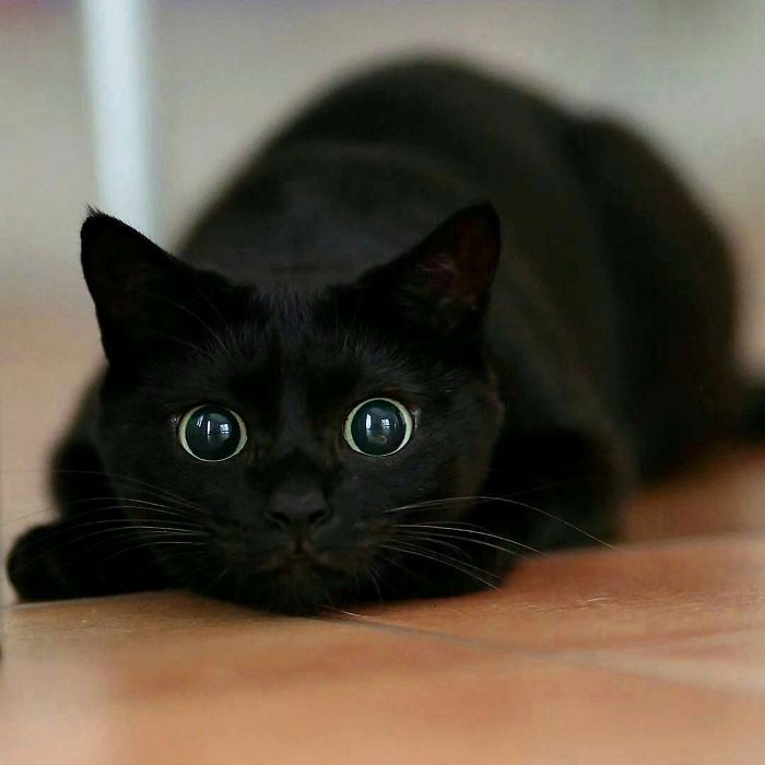 35 adorável gato preto, fotos para mostrar que eles não são má sorte 12