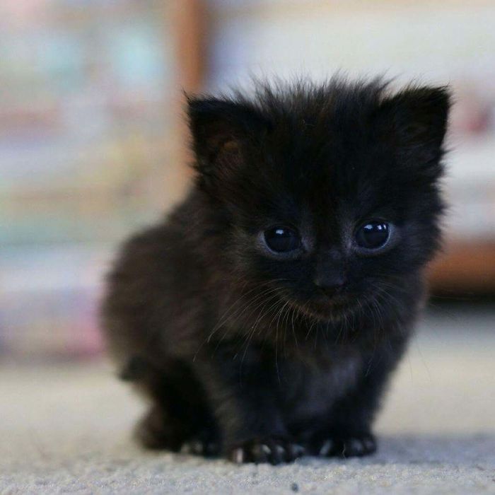 35 adorável gato preto, fotos para mostrar que eles não são má sorte 13