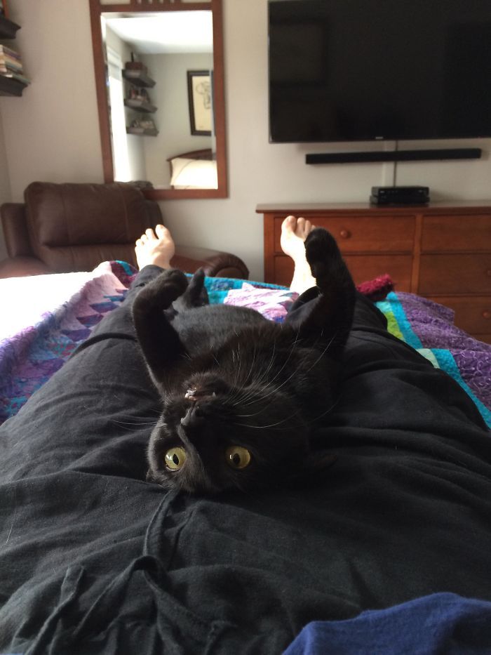 35 adorável gato preto, fotos para mostrar que eles não são má sorte 17