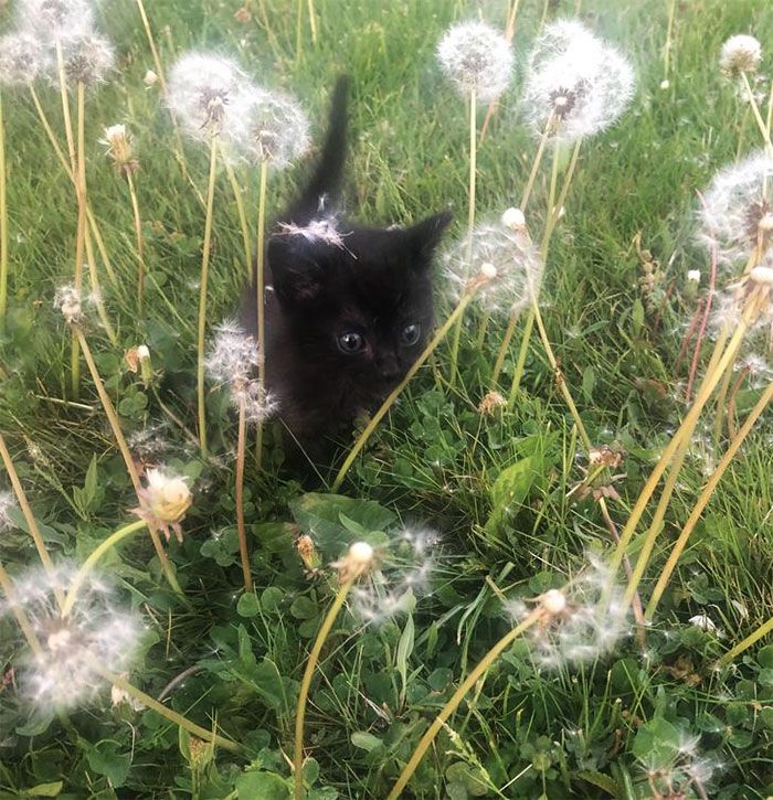 35 adorável gato preto, fotos para mostrar que eles não são má sorte 21