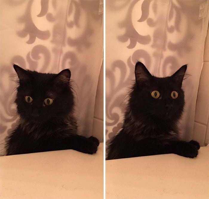 35 adorável gato preto, fotos para mostrar que eles não são má sorte 22