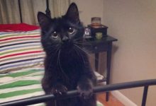 35 adorável gato preto, fotos para mostrar que eles não são má sorte 29