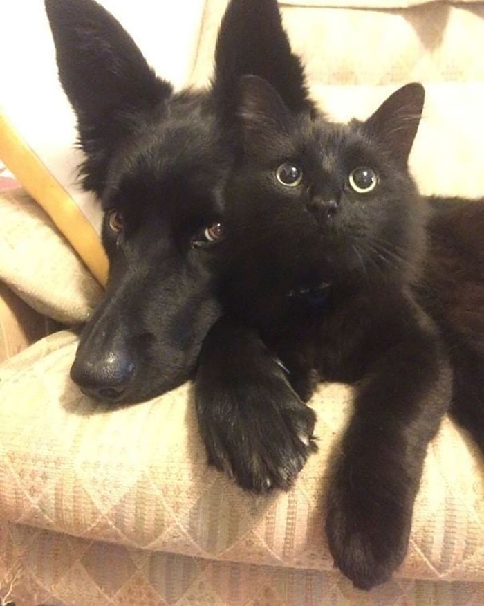 35 adorável gato preto, fotos para mostrar que eles não são má sorte 25