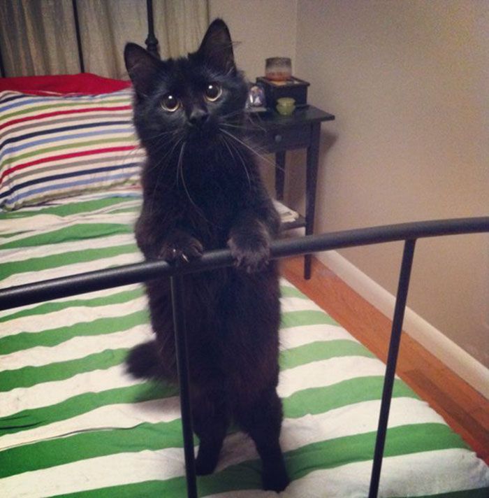 35 adorável gato preto, fotos para mostrar que eles não são má sorte 26