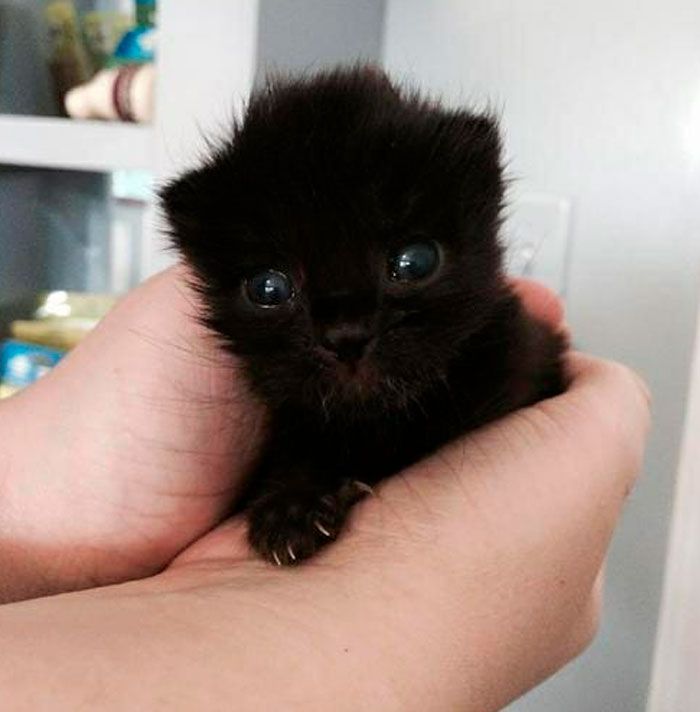 35 adorável gato preto, fotos para mostrar que eles não são má sorte 30
