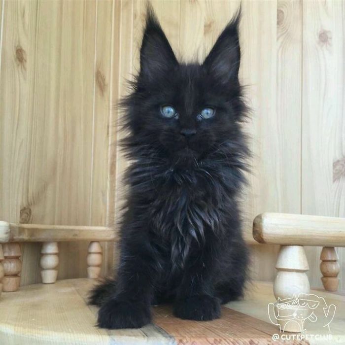 35 adorável gato preto, fotos para mostrar que eles não são má sorte 32