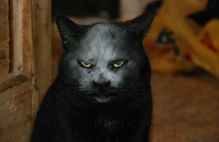 35 adorável gato preto, fotos para mostrar que eles não são má sorte 33