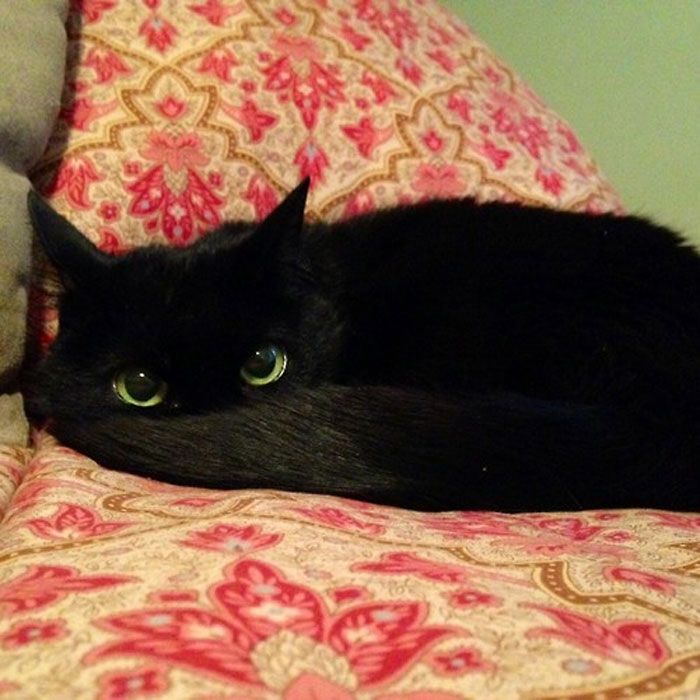 35 adorável gato preto, fotos para mostrar que eles não são má sorte 35