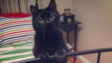 35 adorável gato preto, fotos para mostrar que eles não são má sorte 34