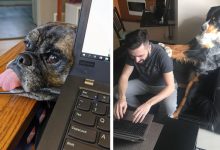 As pessoas estão compartilhando como seus animais de estimação lidam com eles trabalhando em casa 31