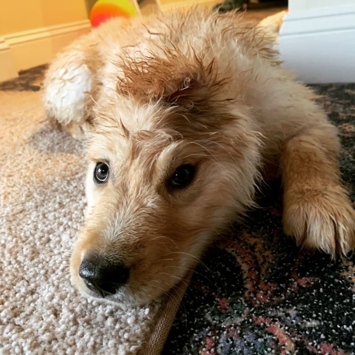 Conheça Rae, o “cão unicórnio” com uma orelha no meio da cabeça (17 fotos) 4
