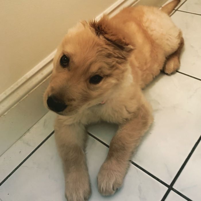 Conheça Rae, o “cão unicórnio” com uma orelha no meio da cabeça (17 fotos) 11