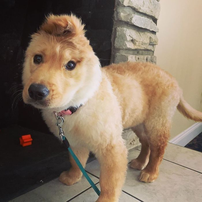 Conheça Rae, o “cão unicórnio” com uma orelha no meio da cabeça (17 fotos) 12