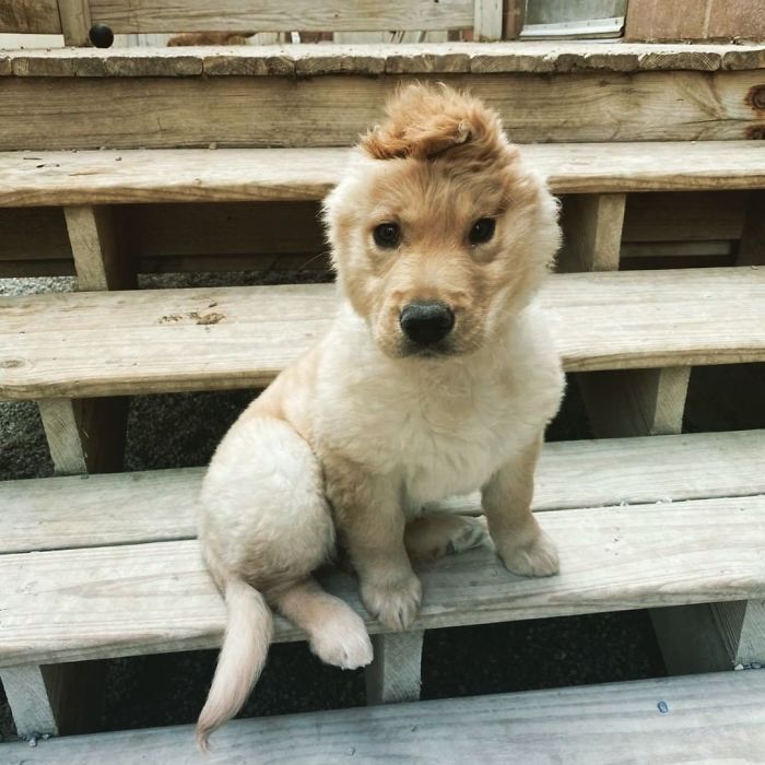 Conheça Rae, o “cão unicórnio” com uma orelha no meio da cabeça (17 fotos) 15