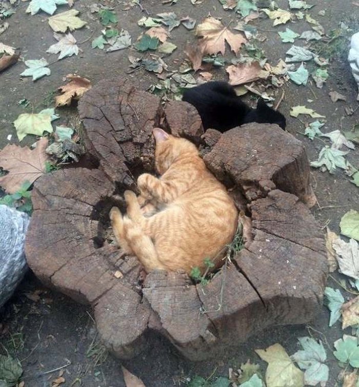 40 gatos que dormiram nos lugares mais estranhos 11