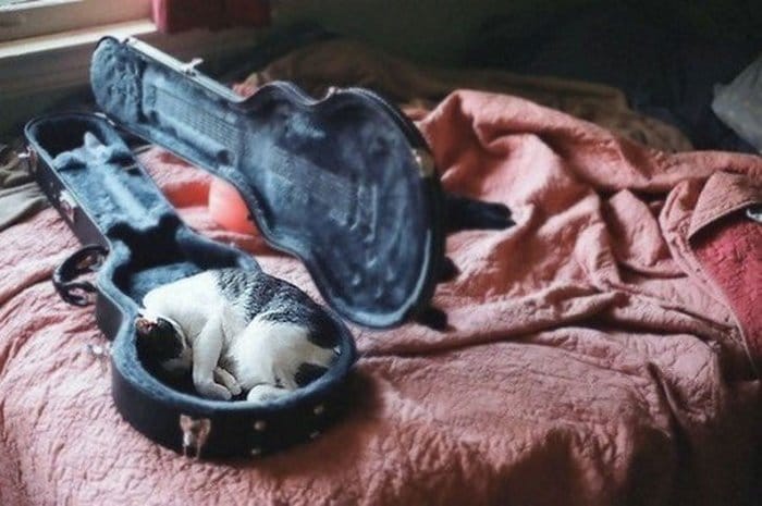 40 gatos que dormiram nos lugares mais estranhos 36