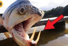 6 animais assustadores que vivem em rios 9