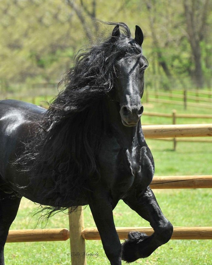 Conheça Frederick, o cavalo mais bonito do mundo (30 fotos) 2